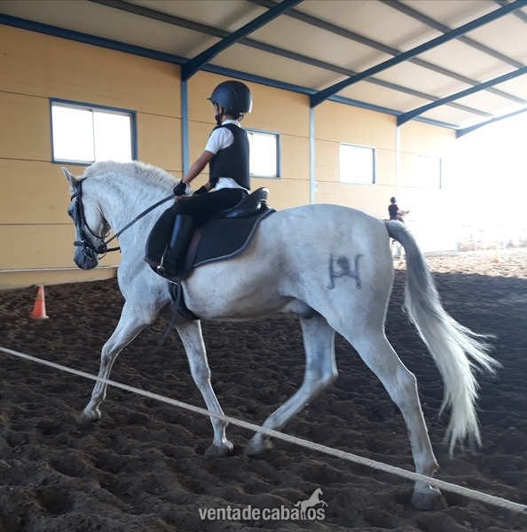 Caballo IDEAL para niños - Caballos Capados Barb español