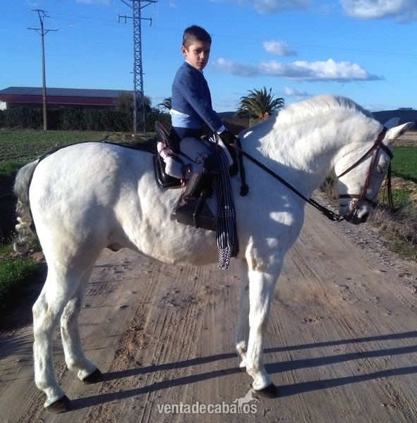Caballo IDEAL para niños - Barb español