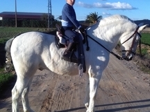 Caballo IDEAL para niños