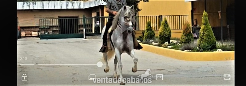  Caballo de hierro de bohorquez  in 