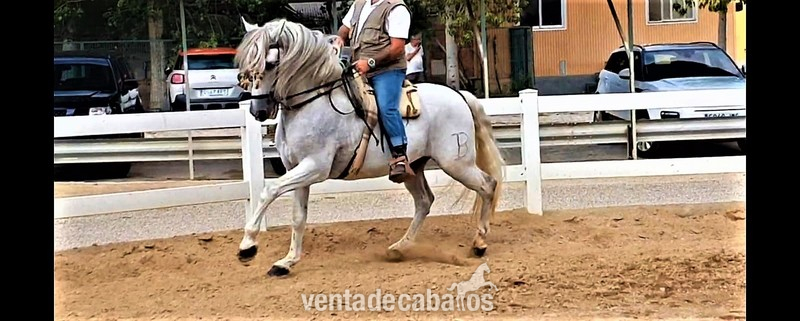 Pura Raza Española