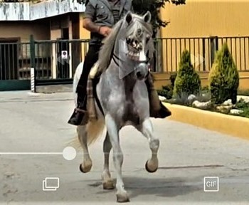  Caballo de hierro de bohorquez 