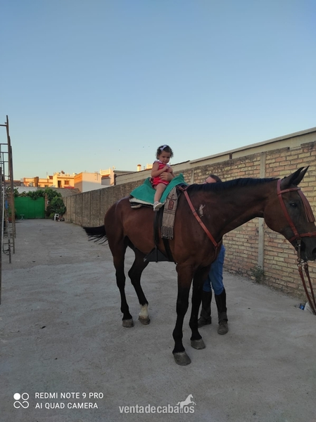 VENDO CABALLO DE DEPORTE ESPAÑOL in 