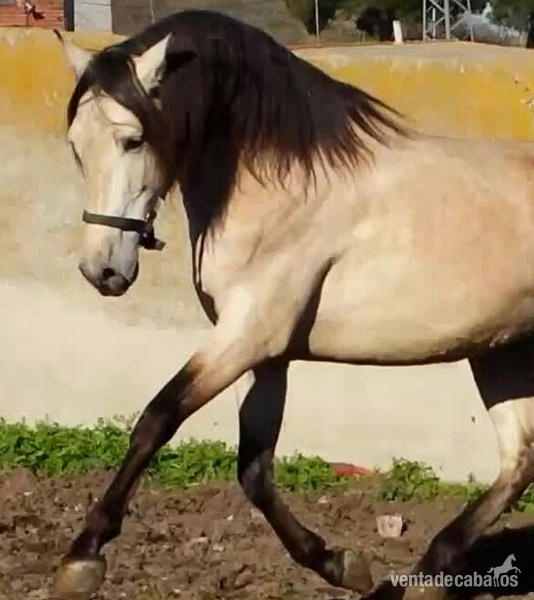 bayo pre bayo claro autentico espectacular - Caballos Pura Raza Española (P.R.E.) in 