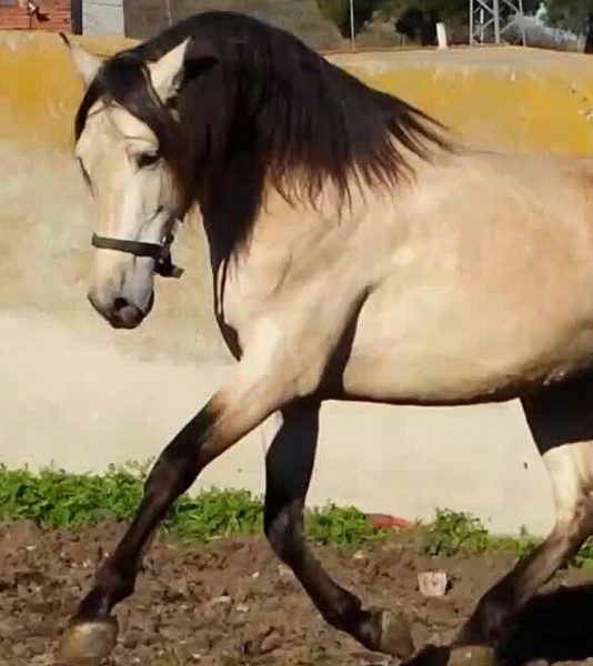 bayo pre bayo claro autentico espectacular - Caballos Pura Raza Española (P.R.E.) in 