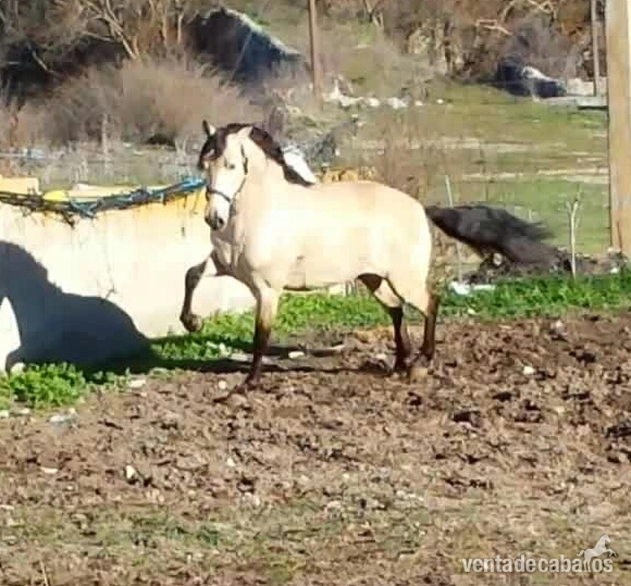 bayo pre bayo claro autentico espectacular - Caballos Pura Raza Española (P.R.E.)