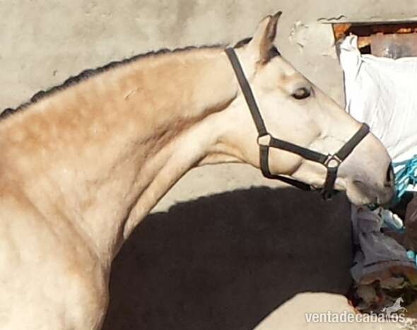 Caballos Pura Raza Española (P.R.E.) - bayo pre bayo claro autentico espectacular