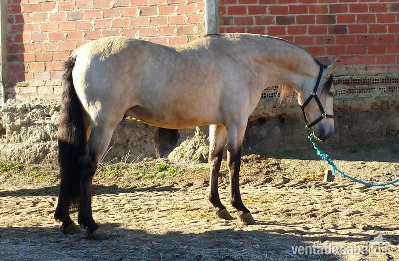 Caballos Pura Raza Española (P.R.E.) Pura Raza Española - bayo pre bayo claro autentico espectacular