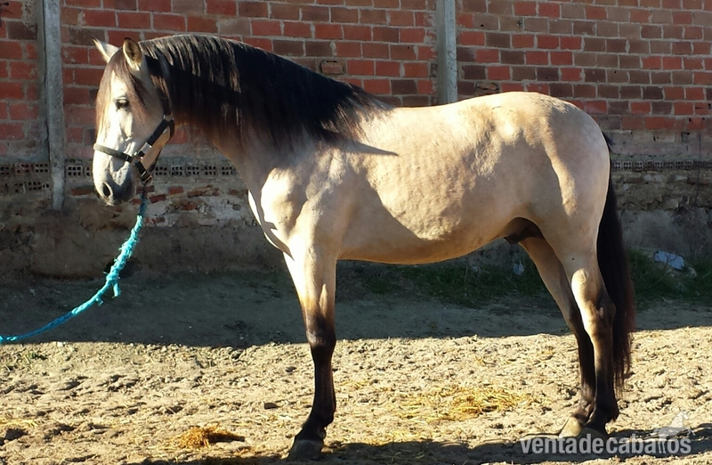 bayo pre bayo claro autentico espectacular - Caballos Pura Raza Española (P.R.E.) Pura Raza Española
