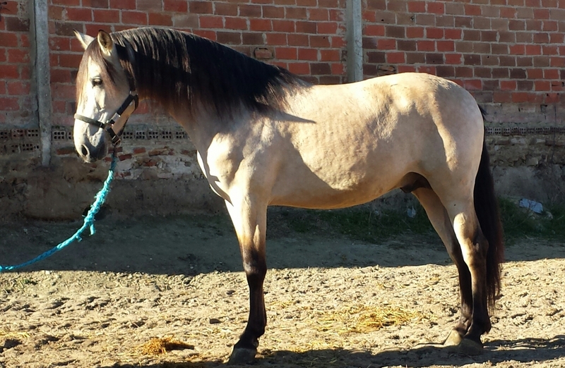 bayo pre bayo claro autentico espectacular - Caballos Pura Raza Española (P.R.E.) Pura Raza Española