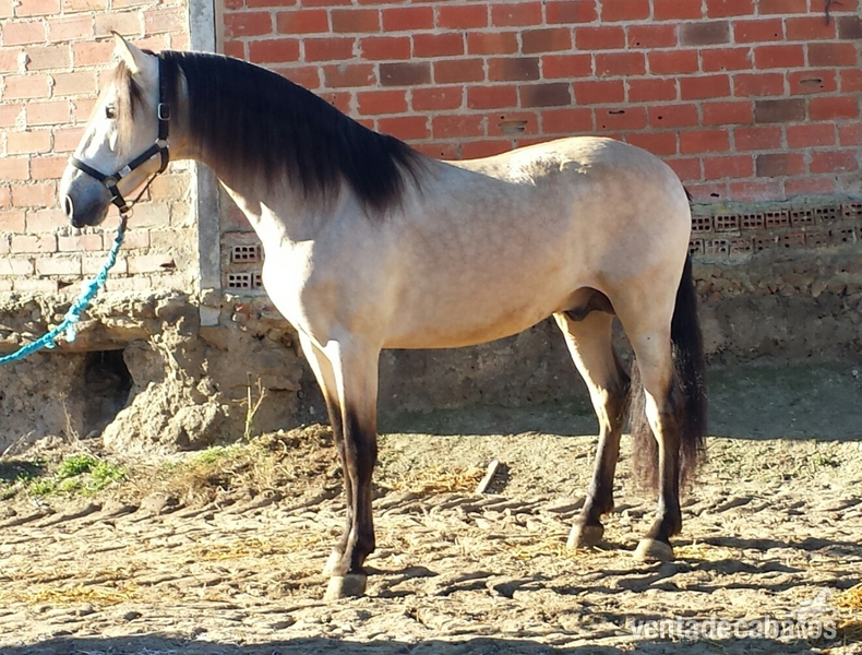 bayo pre bayo claro autentico espectacular - Caballos Pura Raza Española (P.R.E.)