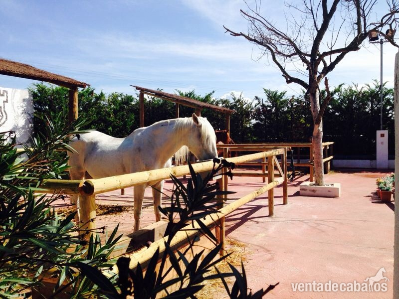 Love horse pupilaje  in 