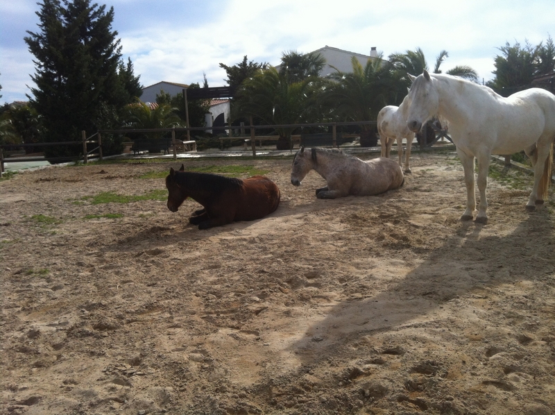 Love horse pupilaje  - Busco/Cambio/Cedo Caballo in 