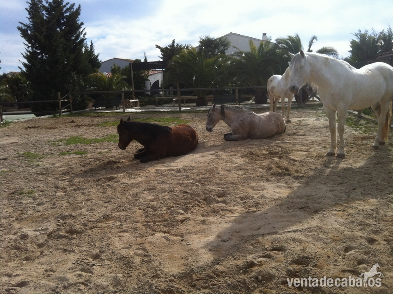 Love horse pupilaje  - Busco/Cambio/Cedo Caballo in 