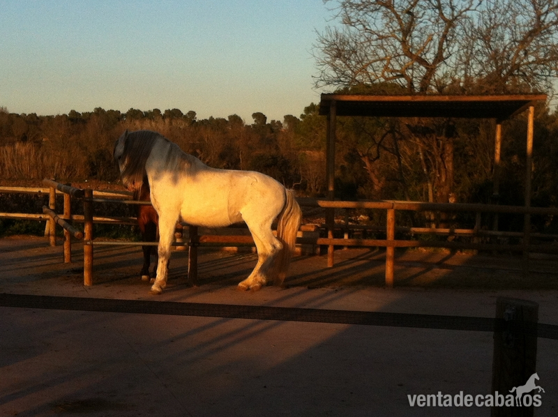 Busco/Cambio/Cedo Caballo - Love horse pupilaje 
