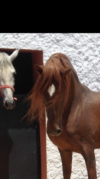 Busco/Cambio/Cedo Caballo Albino - Love horse pupilaje 
