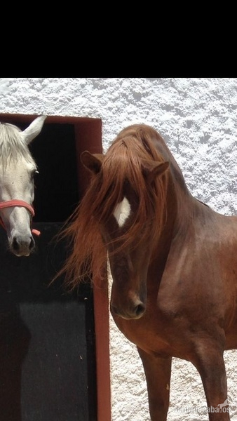 Busco/Cambio/Cedo Caballo Albino - Love horse pupilaje 