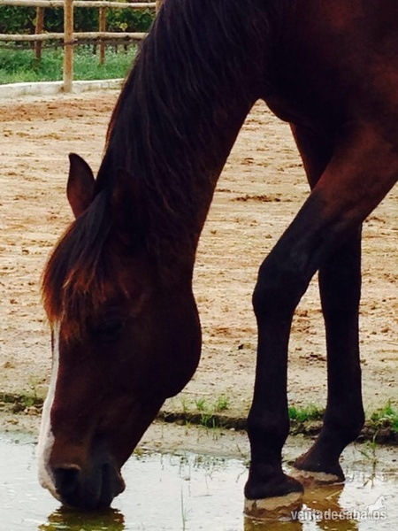 Love horse pupilaje  - Busco/Cambio/Cedo Caballo