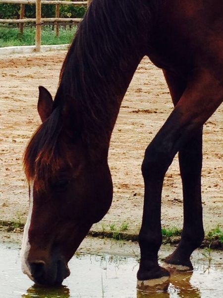 Love horse pupilaje  - Busco/Cambio/Cedo Caballo