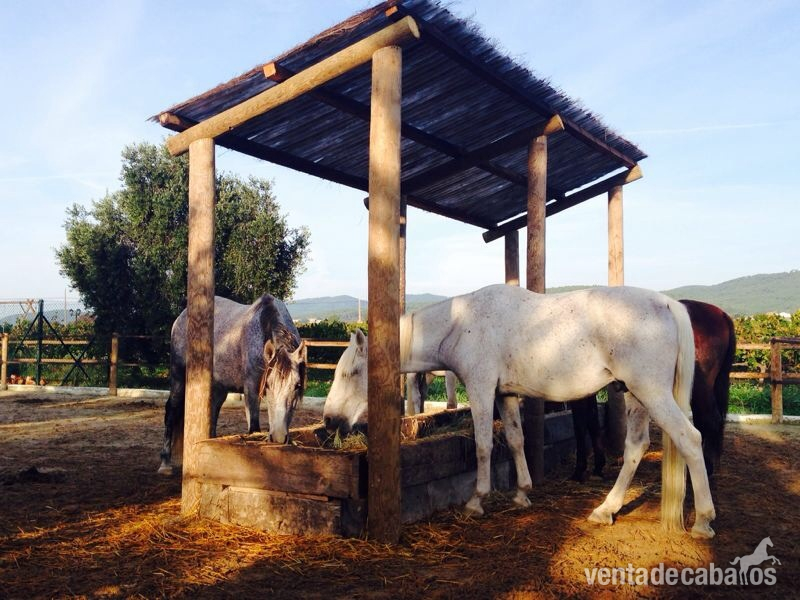 Love horse pupilaje 