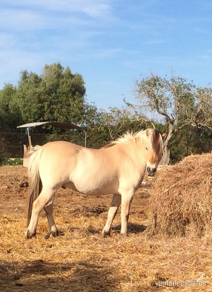 Busco pony fiordo - noruego in 