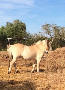 Busco pony fiordo - noruego