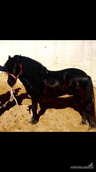 Poni Galés Sec B {TYPE}