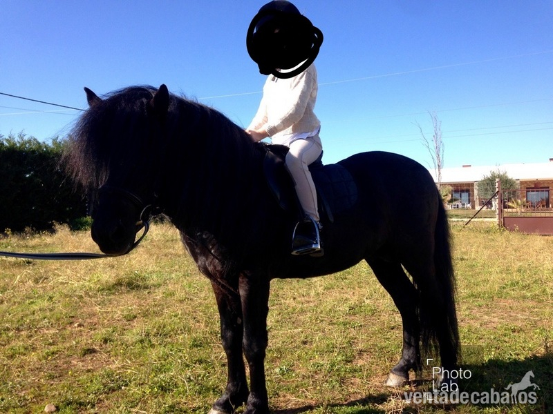 Ponis Pony Club Poni Galés Sec B - Vendo Pony capado 