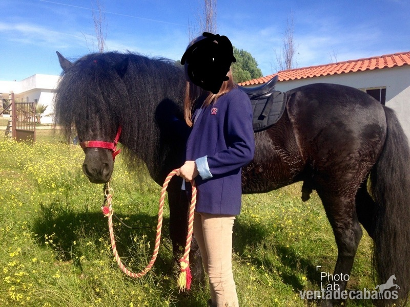 Vendo Pony capado  - Ponis Pony Club Poni Galés Sec B