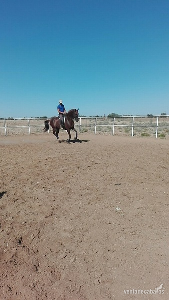 Hispano-Arabe