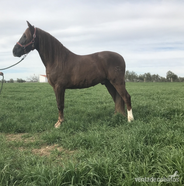 HispanoArabe de calidad  - Caballo Hispano Árabe Hispano-Arabe