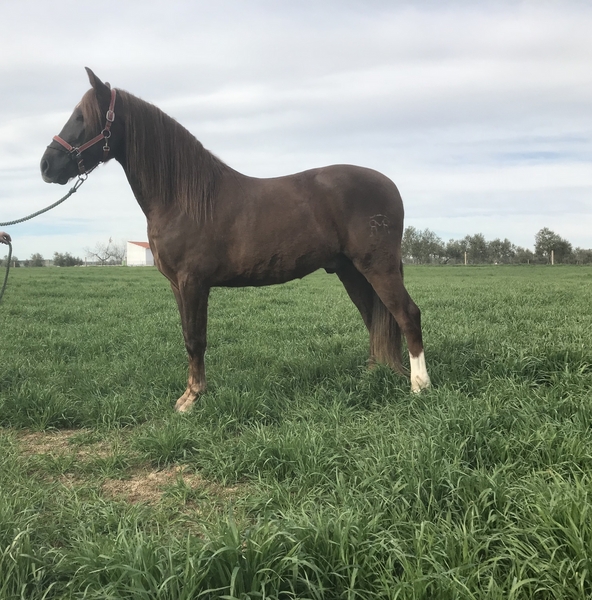 HispanoArabe de calidad  - Caballo Hispano Árabe Hispano-Arabe