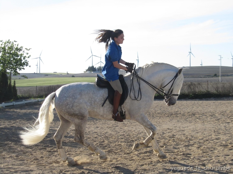 Instalaciones hipicas a 5 km de Jerez de la frontera muy bonitas , Boxes pista homologada, corrales , naves , patio, luz y agua potable  in Jerez de la frontera