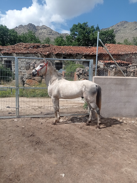 Caballo tordo española con 4 años con chispa in 