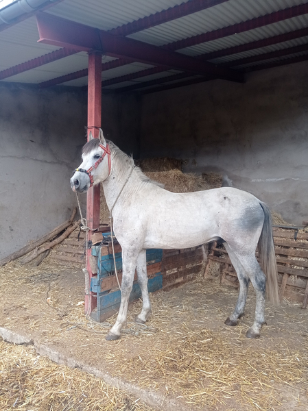 Caballos Pura Raza Española (P.R.E.) Pura Raza Española - Caballo tordo española con 4 años con chispa