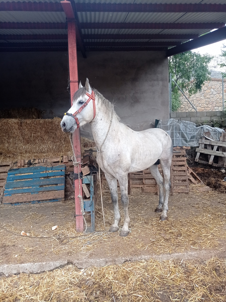 Caballo tordo española con 4 años con chispa - Pura Raza Española
