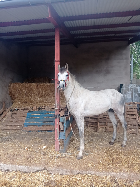 Caballo tordo española con 4 años con chispa - Caballos Pura Raza Española (P.R.E.) in 
