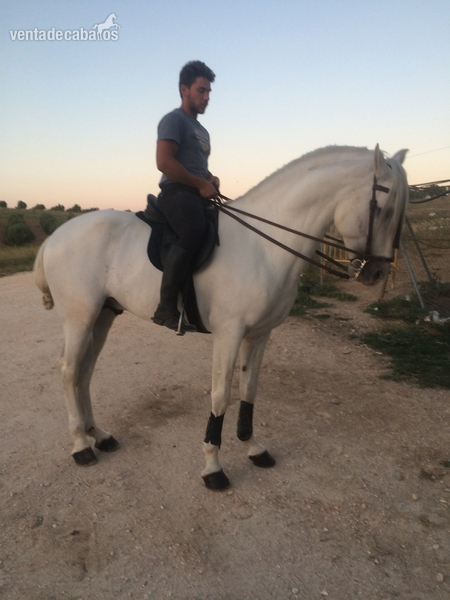 Caballo pre tordo in 