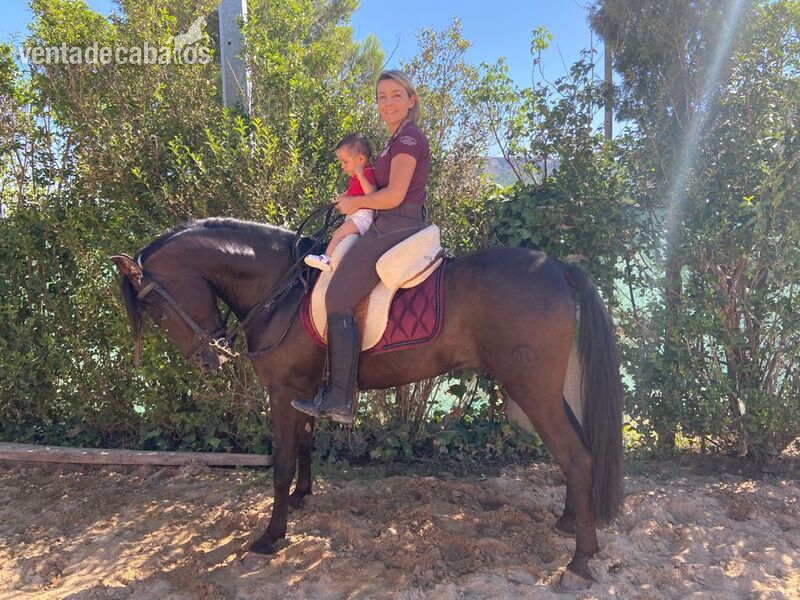 Caballo PRE castrado 5 años, muy noble in 