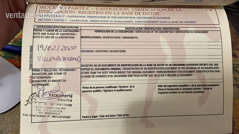 Caballo PRE castrado 5 años, muy noble - Caballos Pura Raza Española (P.R.E.) Pura Raza Española
