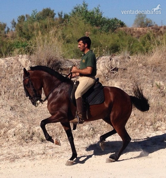 Lusitano