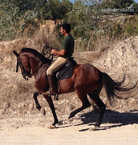 Lusitano {TYPE}