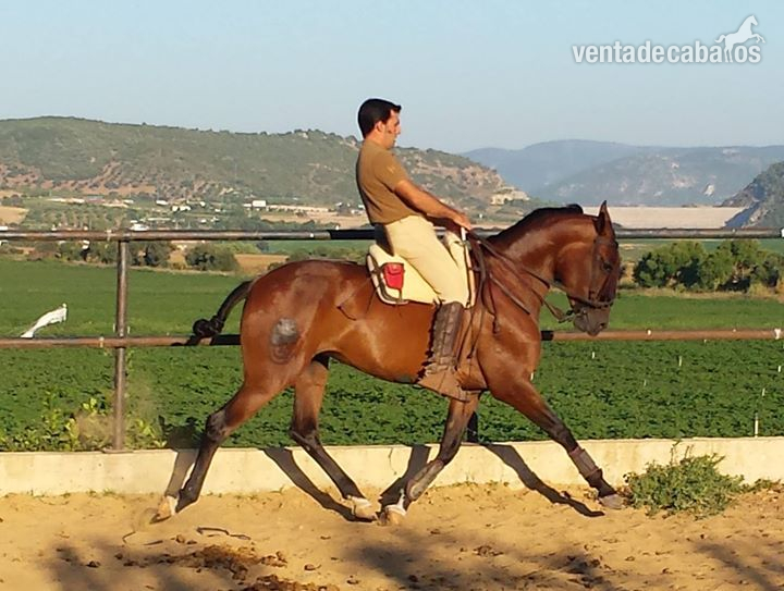 yegua lusitana alta escuela - Lusitano