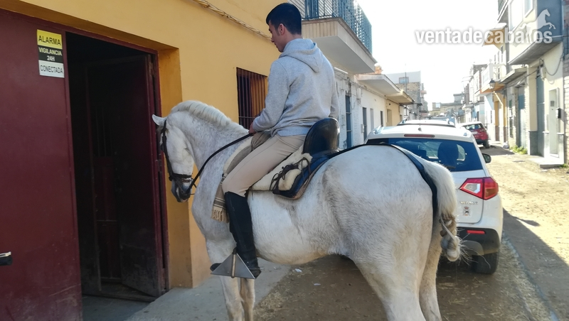 Hispano Árabe  {TYPE}