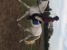 Magnífica yegua torda