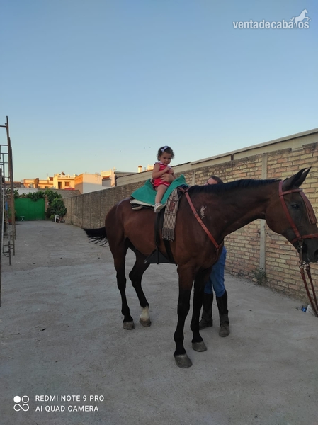 Venta de caballo cruzado español in 