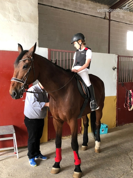 Caballo de Deporte Español (CDE)