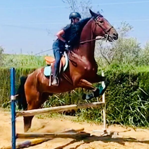 Caballo de Deporte Español (CDE) {TYPE}