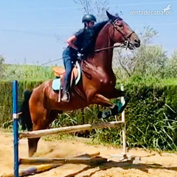Caballo de Deporte Español (CDE) {TYPE}