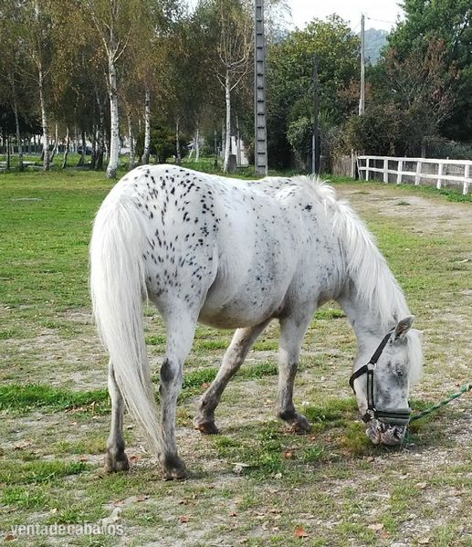 SE VENDE PONY A DE SALTO in 